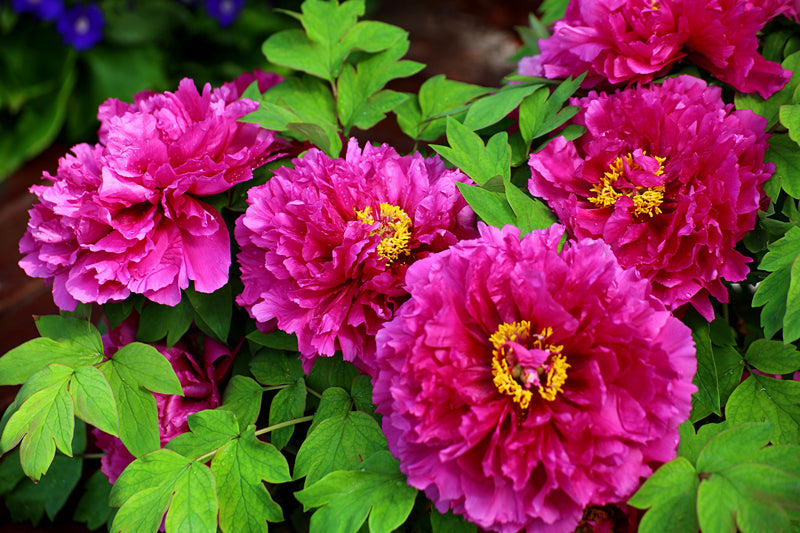 Top 10 Most Famous Flowers in China