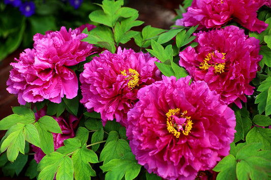 Top 10 Most Famous Flowers in China